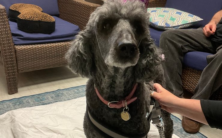A gray poodle in a pink collar sits on a blanket while a person holds its leash