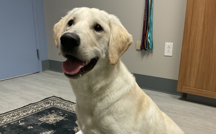 A yellow Labrador puppy sits on the exam room floor during an early vet visit