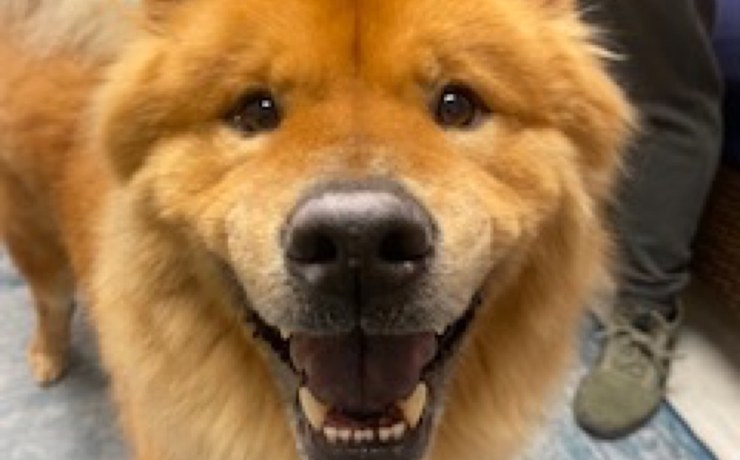 A smiling chow chow looks into the camera