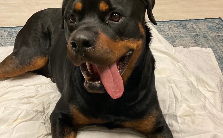 A Rottweiler lies on a towel with its tongue out