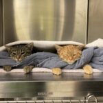 Two cats rest under a soft blanket in a cozy kennel during their stay