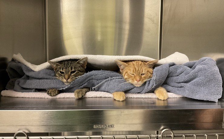Two cats rest under a soft blanket in a cozy kennel during their stay