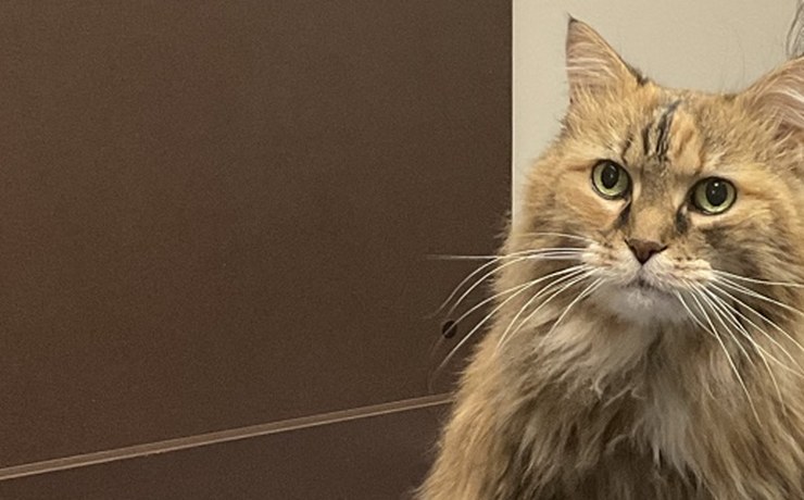 A fluffy long-haired cat rests on a towel and looks at the camera