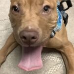 A tan pit bull puppy lies on a rug and looks up at the camera