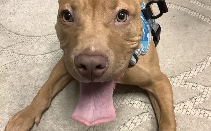 A tan pit bull puppy lies on a rug and looks up at the camera