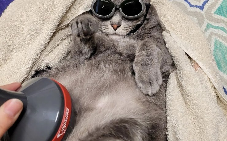 A gray cat wears protective goggles while a laser therapy wand treats its belly