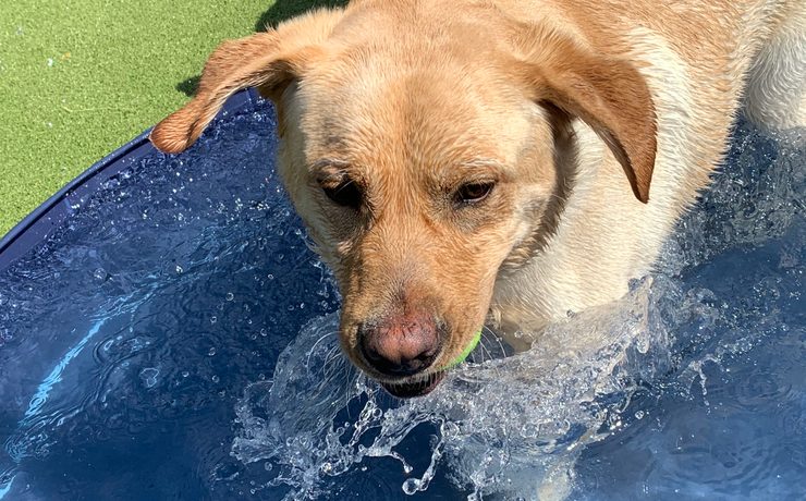 A yellow Labrador splashes in a wading pool on a summer day