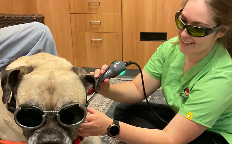 A team member gives laser therapy to a pug wearing protective goggles
