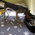 A dog eats from a raised bowl in its canine run at the resort