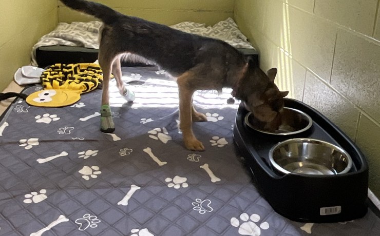 A dog eats from a raised bowl in its canine run at the resort