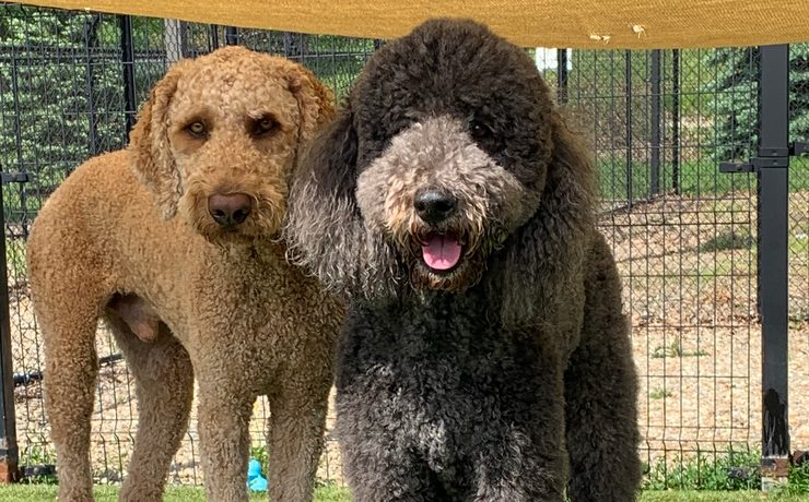 Two doodles stand side by side on a play structure in a fenced play yard