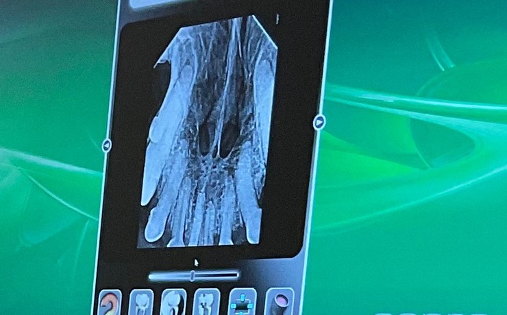 A dental X-ray of a dog's teeth displayed on a monitor during a dental visit