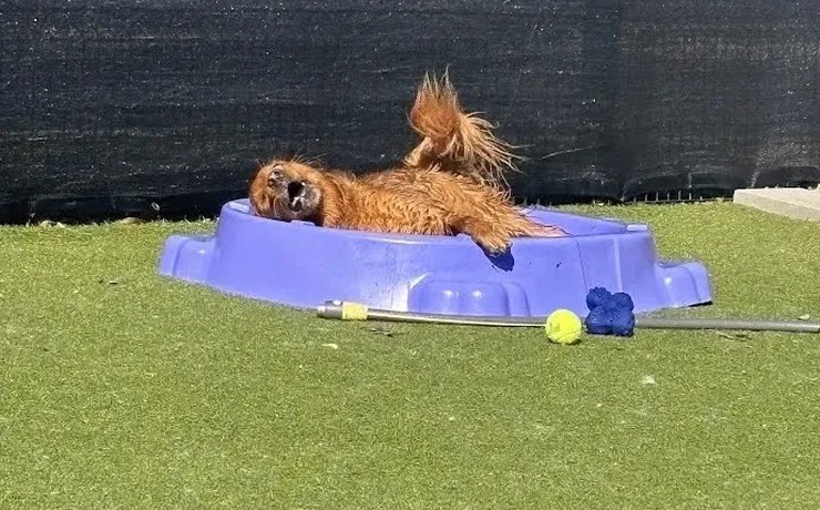 A small dog lounges in a purple bone-shaped pool on the turf play yard