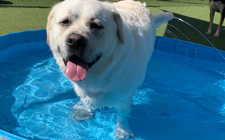 A white dog stands in a wading pool in a play yard