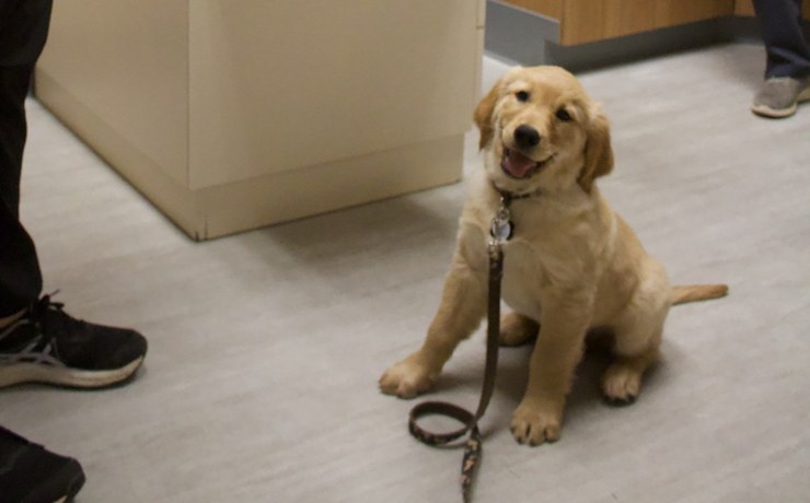 A golden retriever puppy sits on the hospital floor