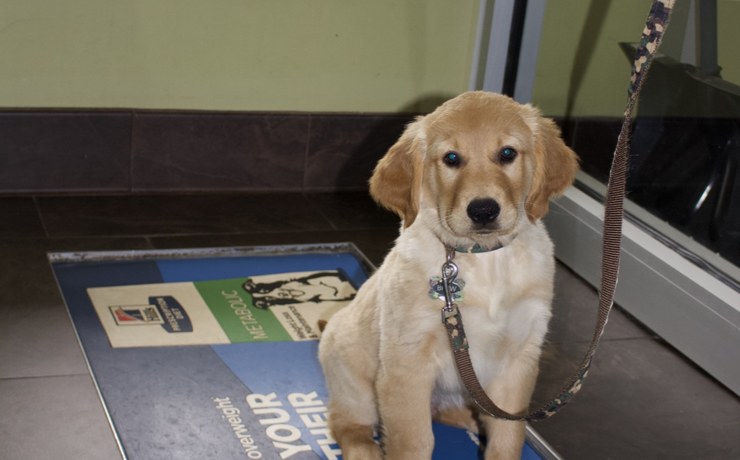A golden retriever puppy sits on a mat at the hospital entrance