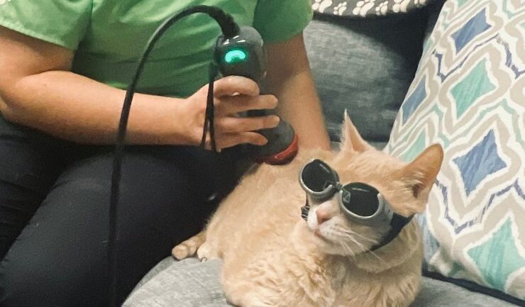 A relaxed cat in protective goggles rests on a couch during gentle laser therapy