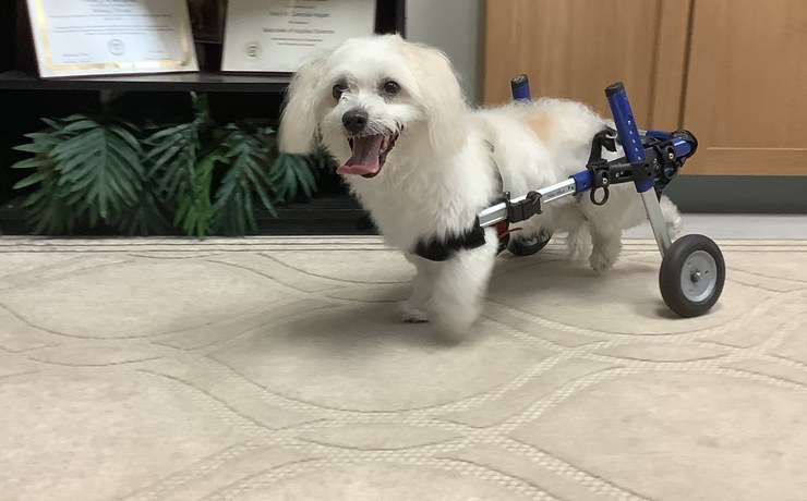 A small white dog walks in a wheeled support cart