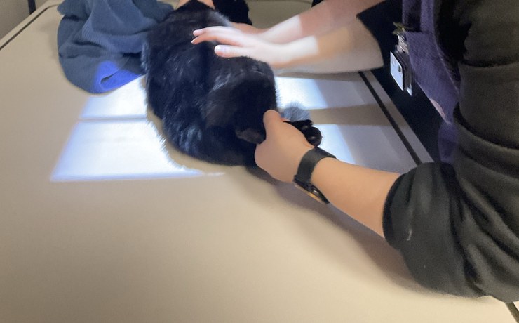 Staff hands steady a black cat on an exam table