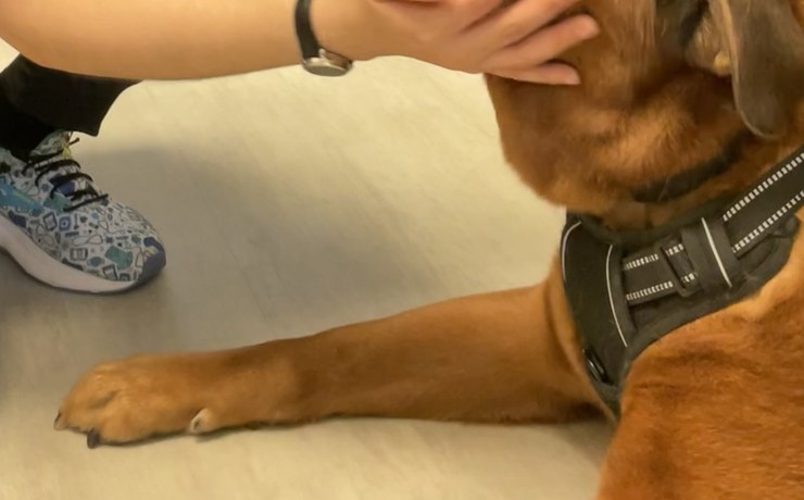 A brown dog in a harness rests on the floor while a staff member's hand steadies its head