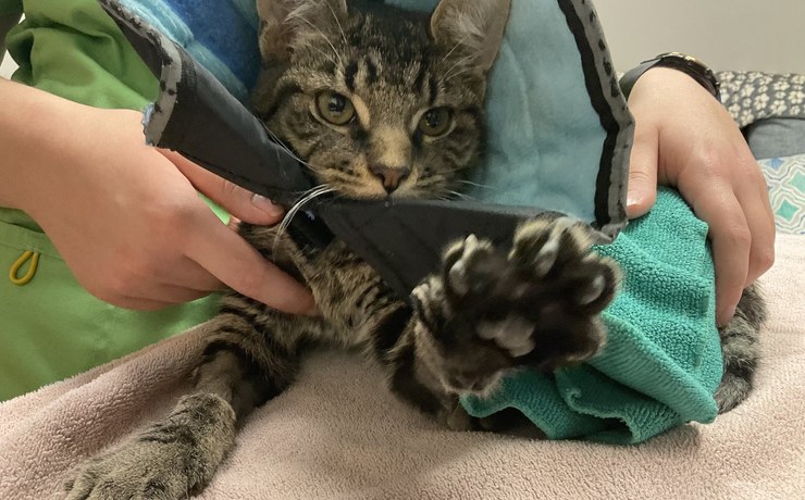 A calm tabby cat wrapped in a towel has a front paw held by a team member