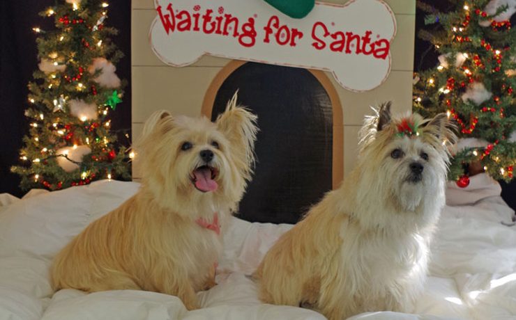 Two dogs posing for holiday pictures in front of a Waiting for Santa doghouse