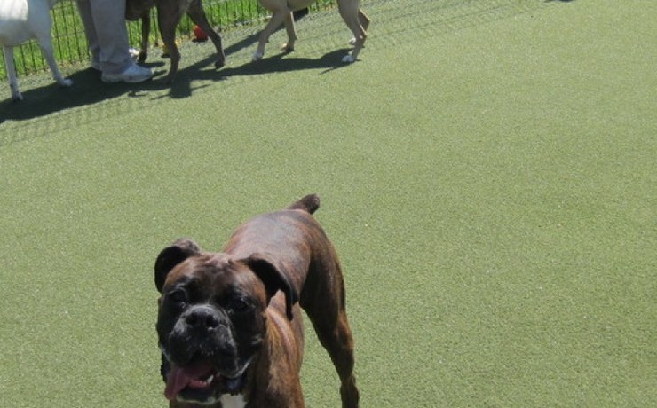 A boxer walks across artificial turf in the resort play yard