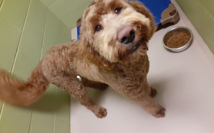 A curly-coated doodle looks up from beside its food dish