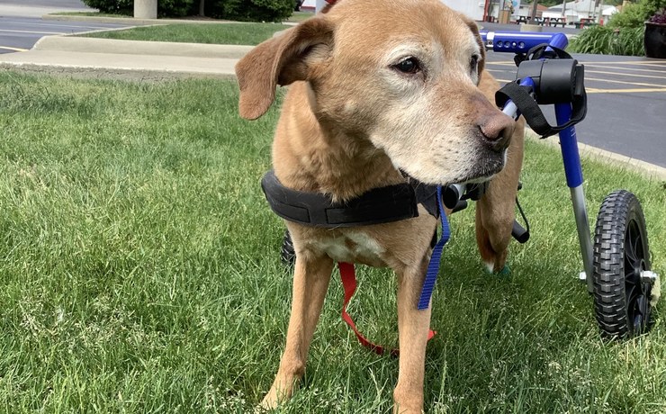A senior tan dog stands on the grass in a rehab wheelchair