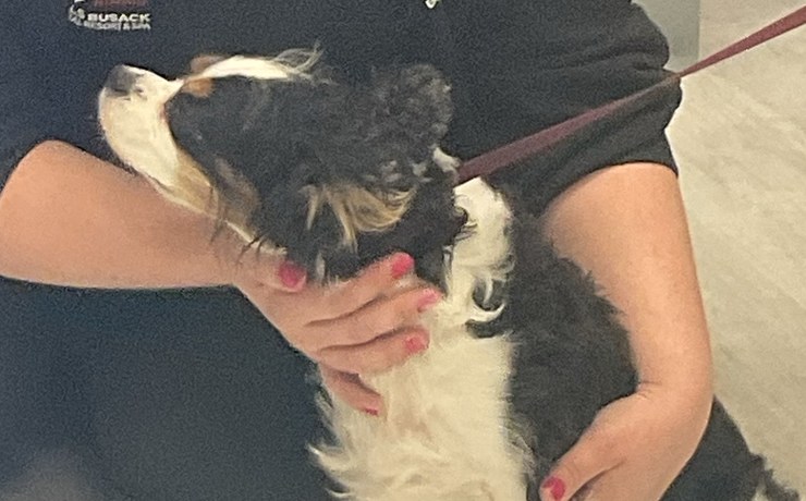 A black-and-white dog lifts its nose while a team member holds it close