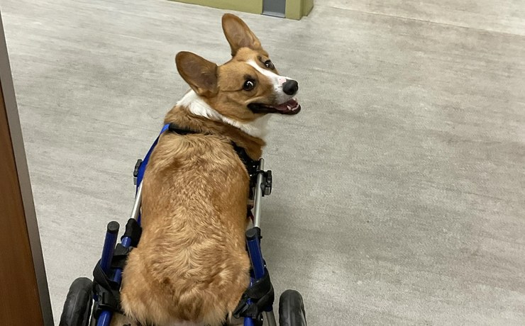 A corgi smiles back at the camera from its rehab wheelchair