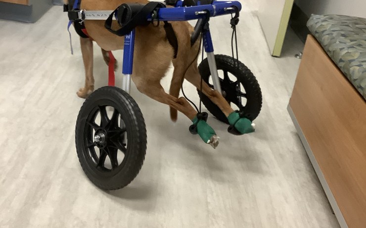 A dog walks in a wheeled support cart inside the hospital