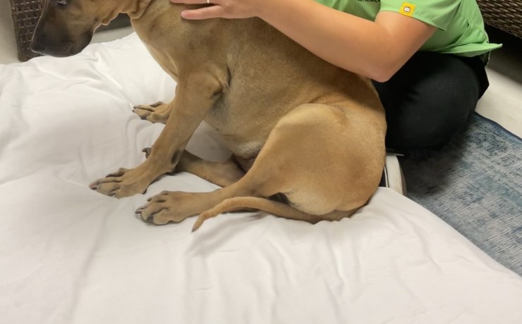 A tan dog sits on a bed while a staff member's hand rests on its back