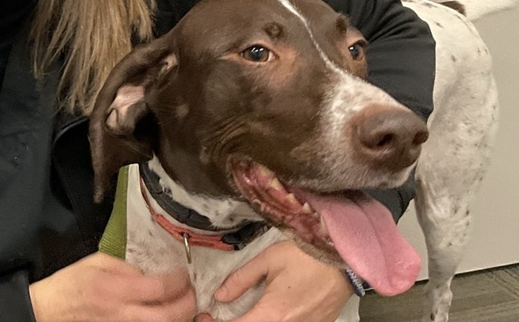 A happy brown-and-white dog gets a hug from a team member at the hospital