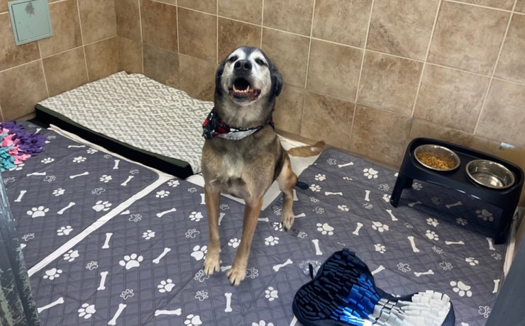 A dog in a bandana sits in a resort suite next to its food and water bowls