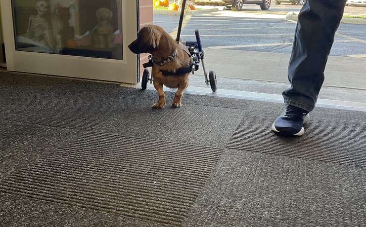 A dachshund in a wheeled cart walks through the hospital entrance