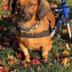 A dachshund in a wheelchair cart sits in the grass among fallen autumn leaves