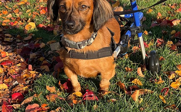 A dachshund in a wheelchair cart sits in the grass among fallen autumn leaves