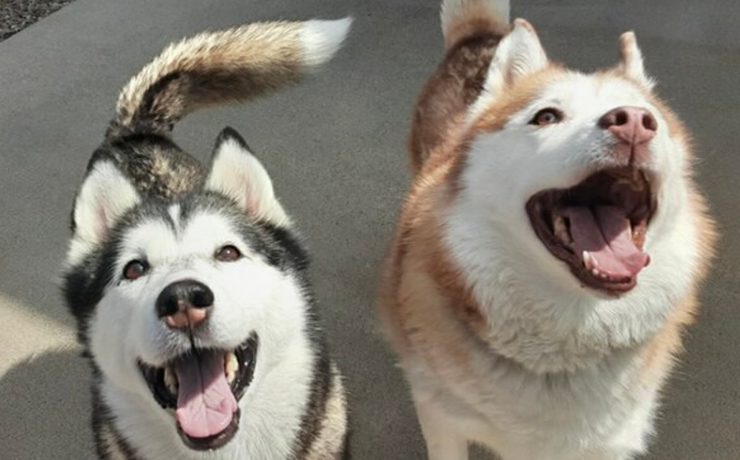 Two huskies grin at the camera on an outdoor patio