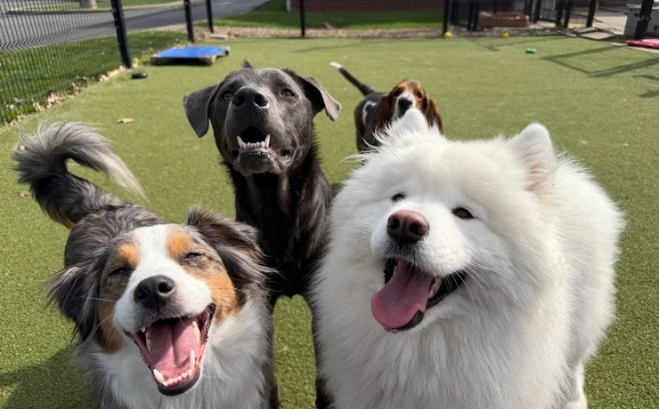 Three dogs pose together on the turf of the resort play yard