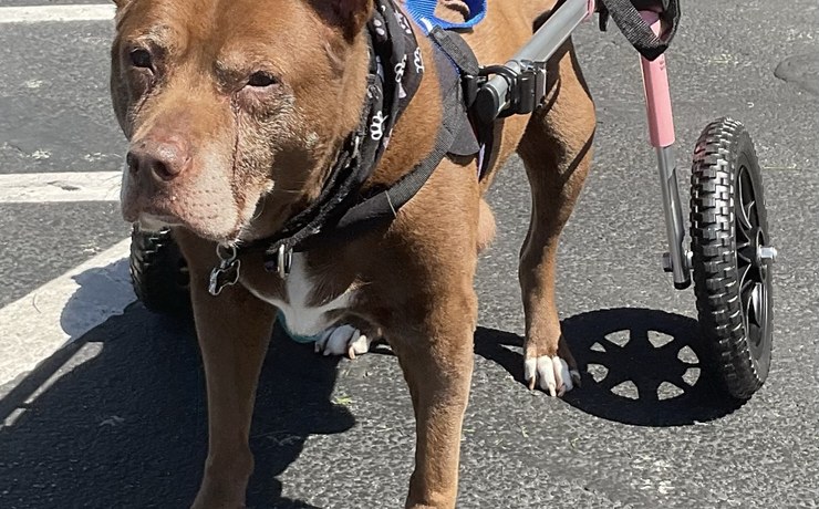 A brown dog in a harness and rear wheelchair stands on pavement
