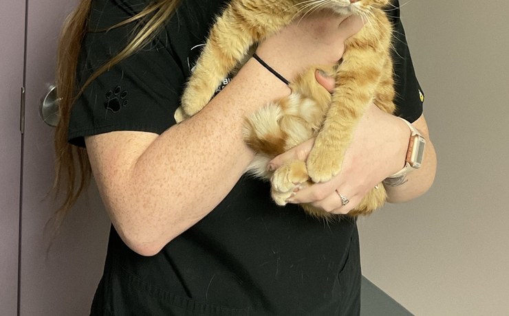A staff member cradles an orange cat in the exam area
