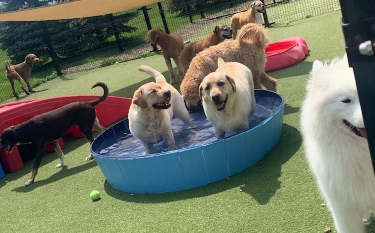 Dogs cool off in a wading pool on the turf play yard at the resort