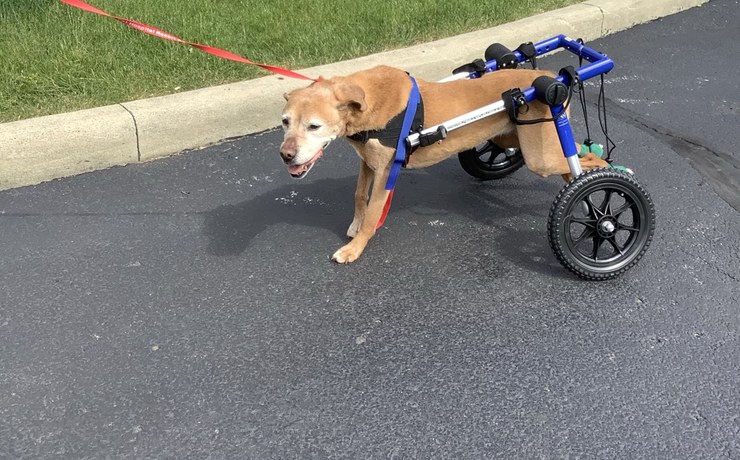 A senior dog walks along the pavement in a rehab wheelchair