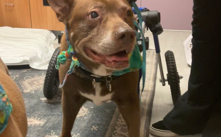 A brown dog in a bright bandana smiles from its wheelchair cart on a patterned rug