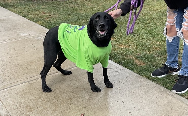 A black Labrador shows off a bright green T-shirt outdoors
