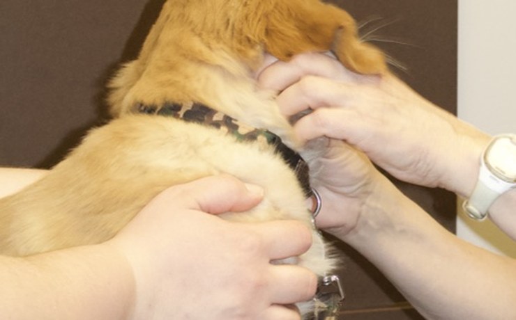 Staff hands gently examine a dog's mouth during an exam