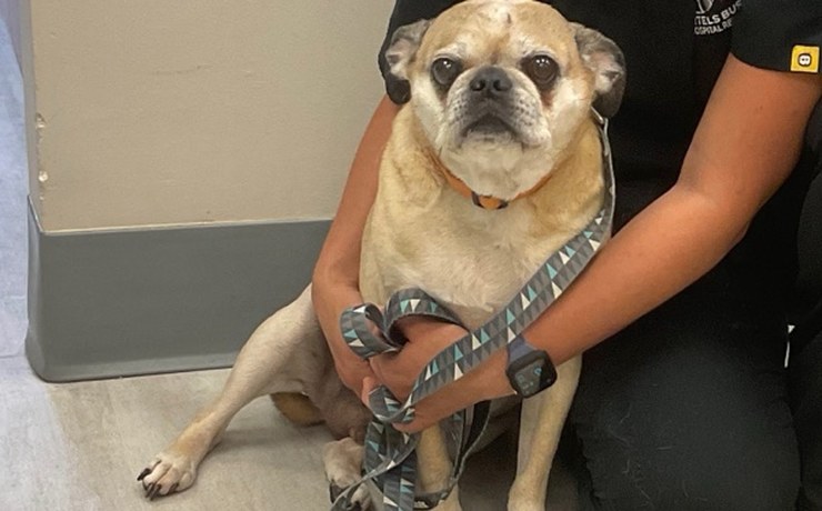 A pug sits calmly in a team member's lap at the hospital