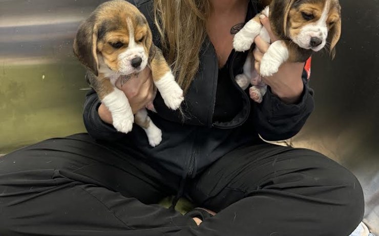 Two beagle puppies are held up side by side by a team member