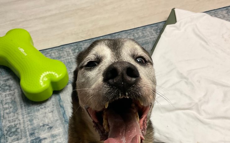 A gray-muzzled dog smiles on a blanket next to a green bone toy